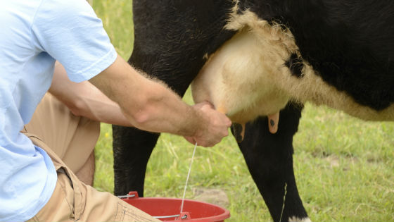 Ручной способ доения коровы