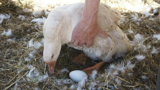 Высиживание гусыней яиц