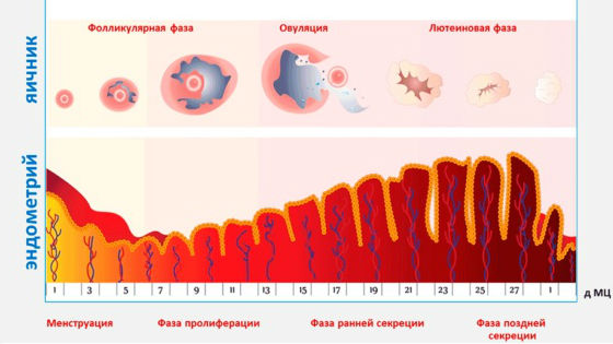 Как меняется размер слизистой оболочки матки в течение менструального цикла
