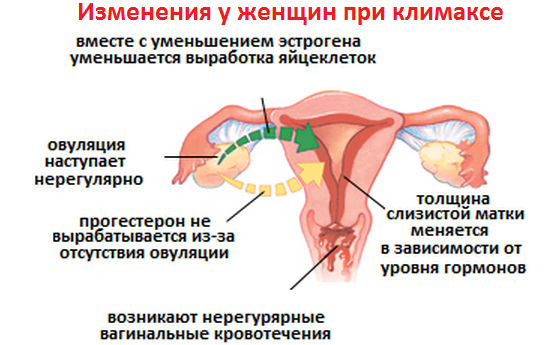 Перестройка женского организма в период менопаузы