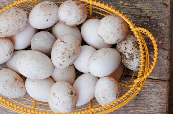 Скорлупа яиц утки нуждается в тщательной обработке
