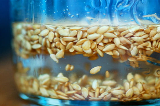 Замачивание семян в воде перед использованием в пищевых и косметических целях