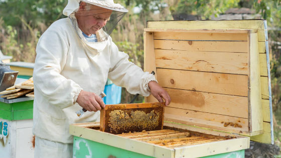 Покупать мед лучше у проверенных пасечников