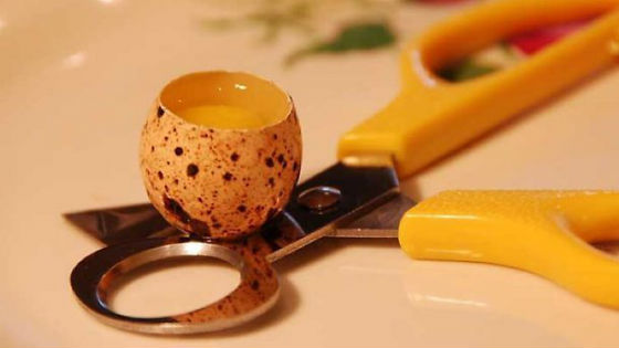 Специальные ножницы для перепелиных яиц