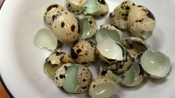 Скорлупа яиц перепела в качестве минеральной добавки