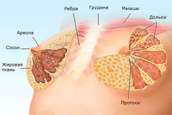 Ткани молочной железы, в которых образуются уплотнения