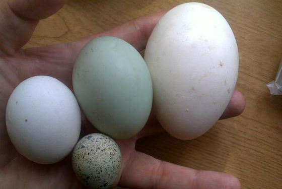 Яйца разных сельскохозяйственных птиц