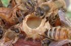 Пчелиное маточное молочко, его свойства и применение
