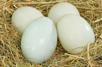 Польза утиных яиц