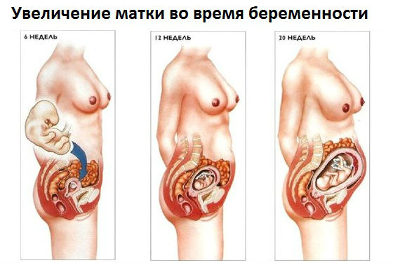 Как растет орган во время беременности