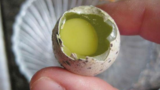 Перепелиные яйца по полезным свойствам превосходят остальные